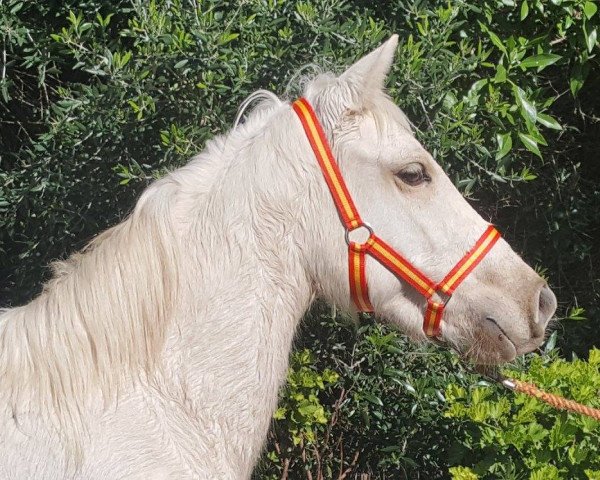 Pferd BISONA (Lusitano, 2015)