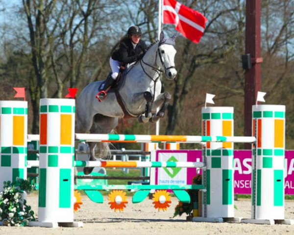 jumper As de Papignies (Belgium Sporthorse, 2006, from Kashmir van't Schuttershof)