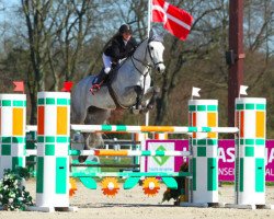 jumper As de Papignies (Belgium Sporthorse, 2006, from Kashmir van't Schuttershof)