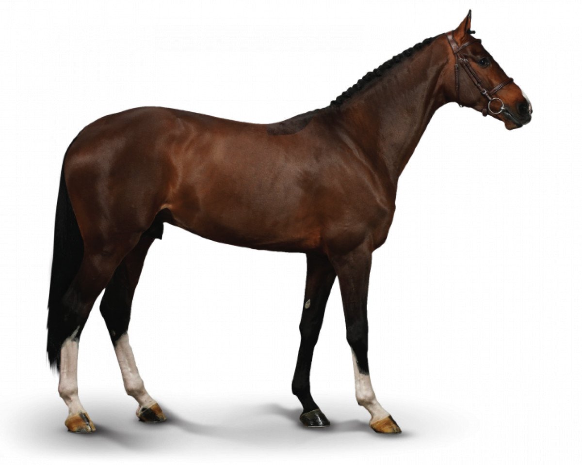 Springpferd Luigi D'Eclipse (Belgisches Warmblut, 2011, von Catoki)