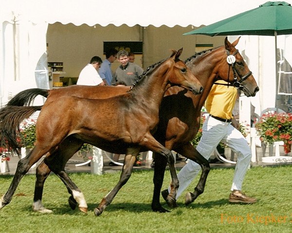 Dressurpferd Sir Savant (Oldenburger, 2006, von Sir Donnerhall I)