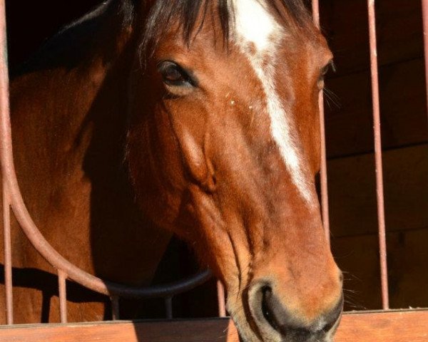 broodmare Irka du Gué (Selle Français, 1996, from Milou de Subligny)