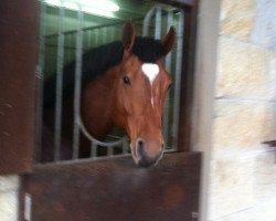 jumper Gallardo H (Portuguese Sporthorse, 2011, from Ladas)