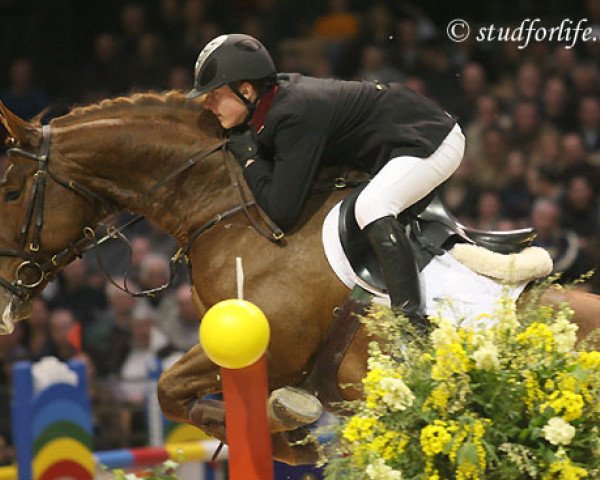 stallion Accardi (Belgian Warmblood, 2000, from Darco)