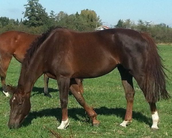 broodmare Nemesis de la Violle (Selle Français, 2001, from Voltaire)