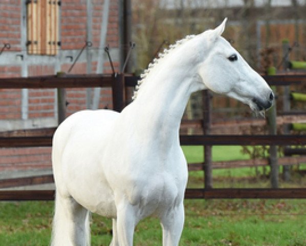 stallion Colman (Holsteiner, 1996, from Carthago)