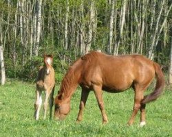 broodmare Osyris de la Violle (Selle Français, 2002, from Quidam de Revel)