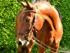 jumper Grennblu (Oldenburg show jumper, 2005, from Gepardi)