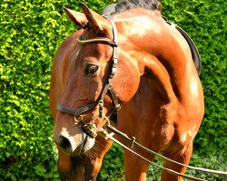 jumper Grennblu (Oldenburg show jumper, 2005, from Gepardi)