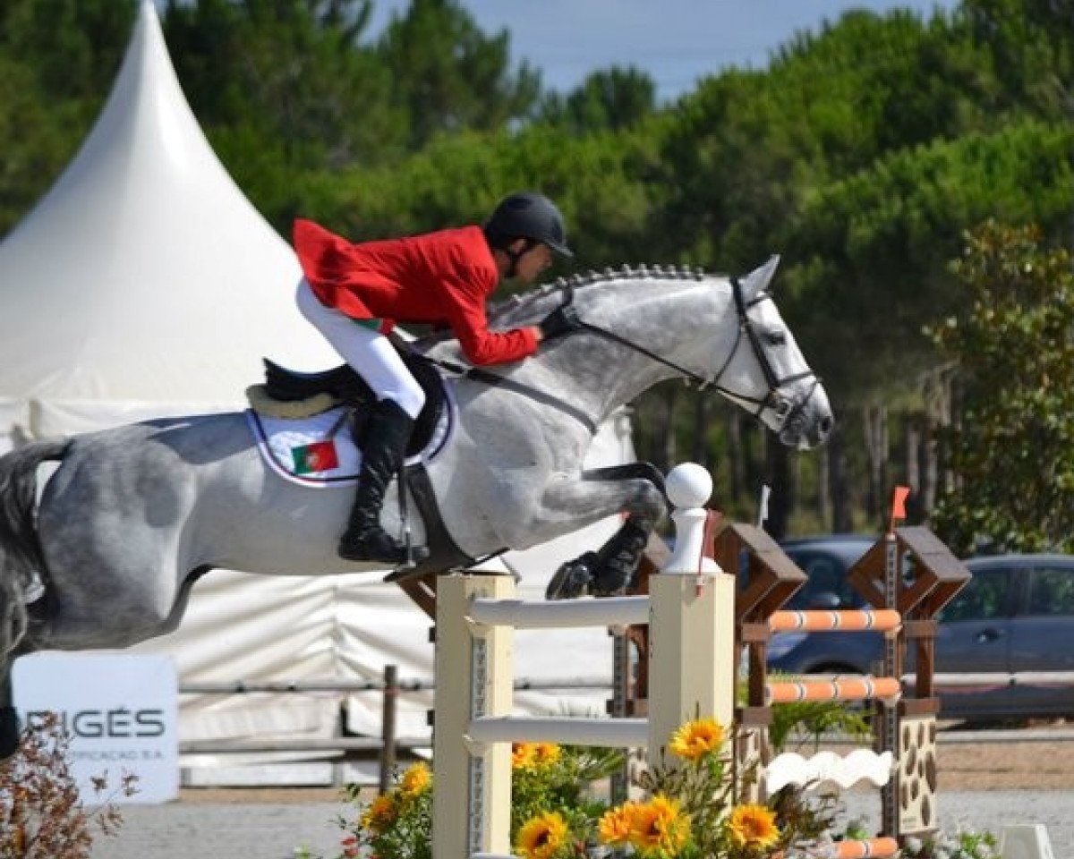 stallion Ladas (Holsteiner, 1999, from Limbus)