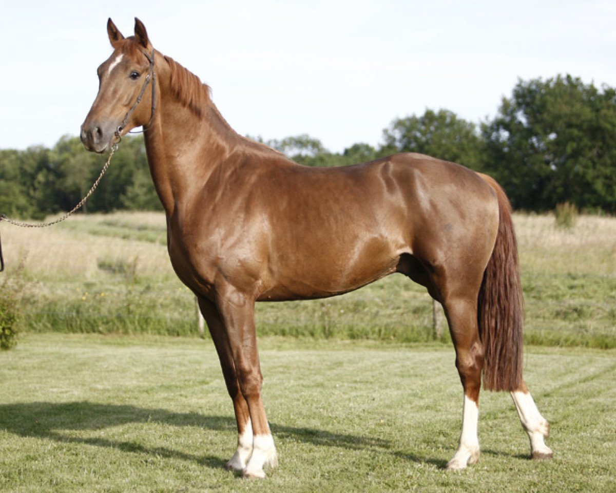 Pferd Tlaloc de la Violle (Selle Français, 2007, von Jarnac)
