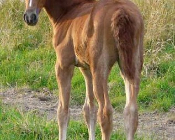 horse Uxelius de La Violle (Selle Français, 2008, from Arioso du Theillet)