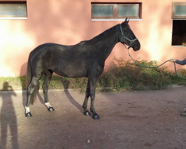 Springpferd Cyrus de la Violle (Selle Français, 2012, von Kannan)