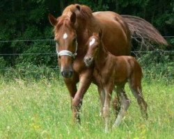 broodmare Iambe II (Selle Français, 1996, from Arpege Pierreville)