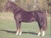 stallion Mister Sartilly (Selle Français, 1978, from Tigre Rouge)