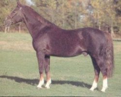 stallion Mister Sartilly (Selle Français, 1978, from Tigre Rouge)