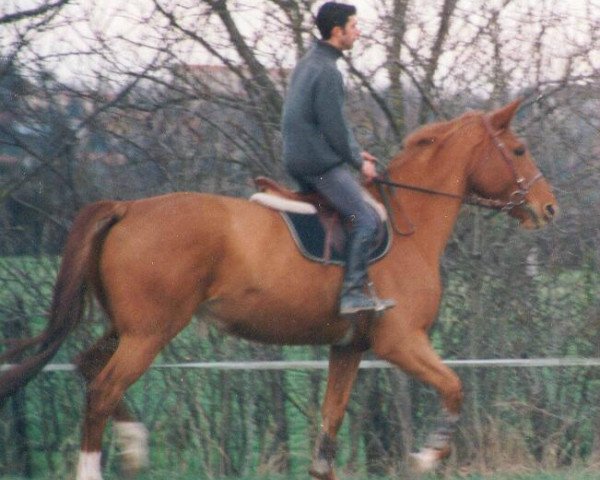 Zuchtstute Cybele du Vallon (Selle Français, 1990, von Quartz du Vallon)