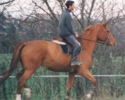 broodmare Cybele du Vallon (Selle Français, 1990, from Quartz du Vallon)