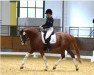 stallion Lilienthal (Trakehner, 2017, from Luecke)