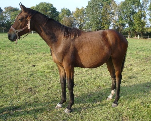 Springpferd Spirale de Mazin (Selle Français, 2006, von Jaguar Mail)