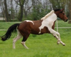 broodmare Shakira C (German Warmblood, 2005, from Samico F)