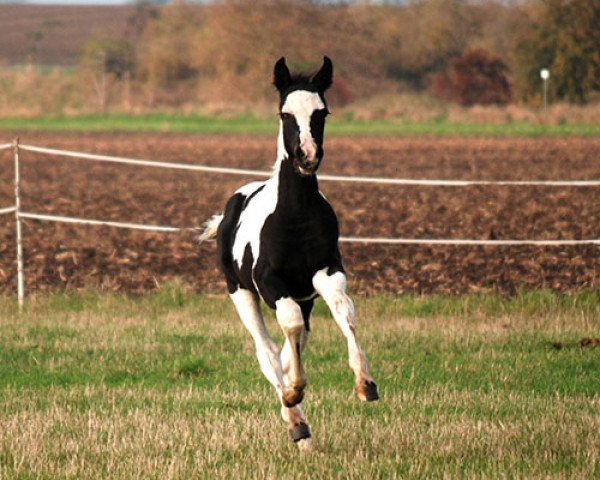 jumper Veinor (German Warmblood, 2016, from Viscount 22)