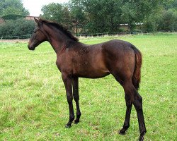 broodmare Candy C (German Warmblood, 2015, from Cadeau Noir)