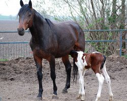 Zuchtstute Caribic C (Pinto/Hunter, 2011, von Camaro)