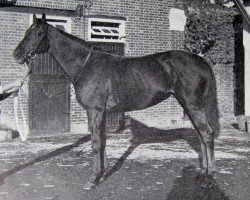 stallion Midnight Sun xx (Thoroughbred, 1956, from Sunny Boy III xx)