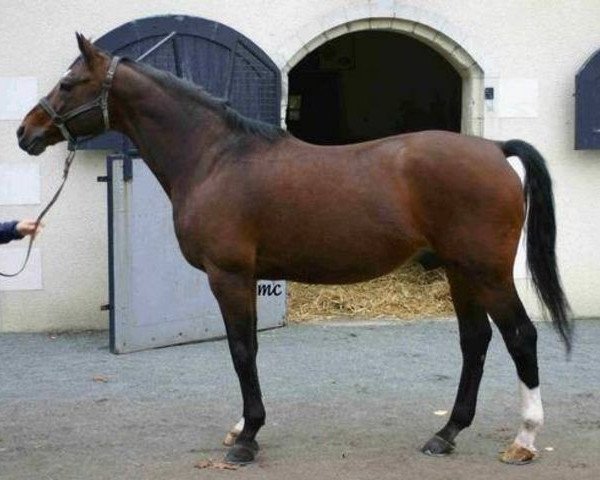 stallion Soir d'Avril V (Selle Français, 1984, from Count Ivor xx)