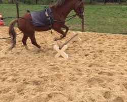 horse Mintfield Goldcrest (Welsh-Pony (Section B), 2003, from Cottrell Royal Consort)