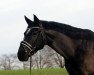 jumper Taffy's Chooper (Little German Riding Horse, 2009, from Taffy's Capitano)