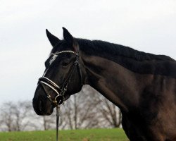 Springpferd Taffy's Chooper (Kleines deutsches Reitpferd, 2009, von Taffy's Capitano)