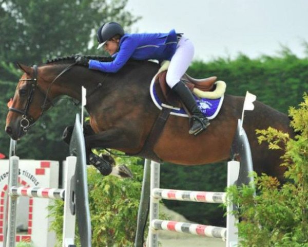 Springpferd Murphys Magic Touch (British Sport Horse, 2001)