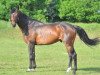 stallion Sire Jag de Courthoe (Selle Français, 2006, from Jaguar Mail)