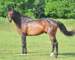 stallion Sire Jag de Courthoe (Selle Français, 2006, from Jaguar Mail)