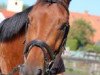 dressage horse Mondzauber 3 (Trakehner, 2008, from Ballzauber)