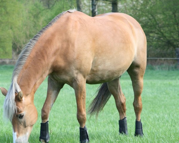broodmare Holsteins Jette (German Riding Pony, 2007, from Fs Disagio)
