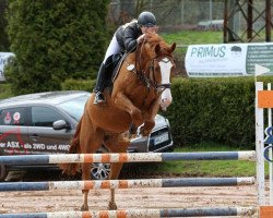 dressage horse Quilux B (Zweibrücken, 2010, from Qui Lago)