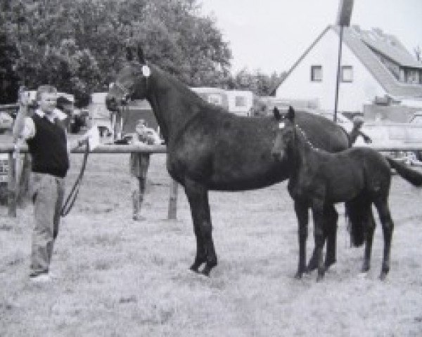 broodmare Wennings (Hanoverian, 1985, from Wenzel I)
