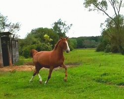 Pferd La Vie Est Belle (Sachsen-Anhaltiner, 2013, von Lößnitz)