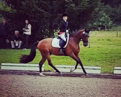 dressage horse Don Crusador L (Hanoverian, 2012, from Dannebrog)