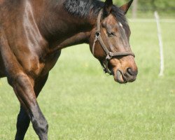 jumper Redondo 6 (Oldenburg, 2000, from Royal Diamond)