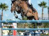 stallion Copasetic (Oldenburg show jumper, 2002, from Couleur Rubin)