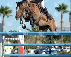 stallion Copasetic (Oldenburg show jumper, 2002, from Couleur Rubin)