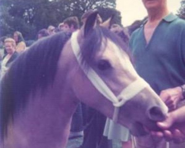 Deckhengst Gredington Orlando (Welsh Mountain Pony (Sek.A), 1975, von Gredington Gamelyn)