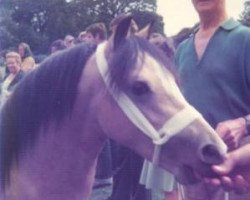 stallion Gredington Orlando (Welsh mountain pony (SEK.A), 1975, from Gredington Gamelyn)