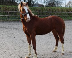 Springpferd Viking Dragon (Deutsches Reitpony, 2015, von Van Heinrich)