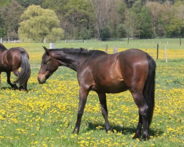 Dressurpferd Showdancers Queen (Deutsches Sportpferd, 2014, von Showdancer)