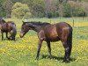 dressage horse Showdancers Queen (German Sport Horse, 2014, from Showdancer)